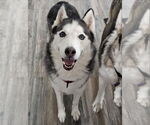 Small #5 Siberian Husky