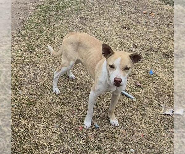 Medium Photo #1 Labrador Retriever-Unknown Mix Puppy For Sale in San Antonio, TX, USA