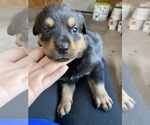 Small Photo #4 Rottweiler Puppy For Sale in PLANT CITY, FL, USA