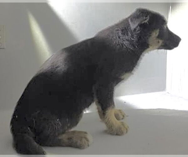 Medium Photo #1 German Shepherd Dog Puppy For Sale in Houston, TX, USA