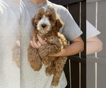 Small #2 Goldendoodle (Miniature)