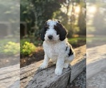 Puppy Woods Miniature Bernedoodle