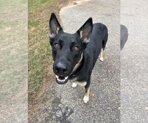 German Shepherd Dog-Unknown Mix Dogs for adoption in Rocky Point, NC, USA