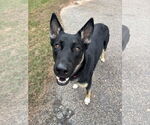 Small German Shepherd Dog Mix