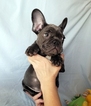 Small Photo #17 French Bulldog Puppy For Sale in ADRIAN, MI, USA