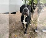 Small American Pit Bull Terrier Mix