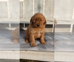 Small #2 Golden Retriever