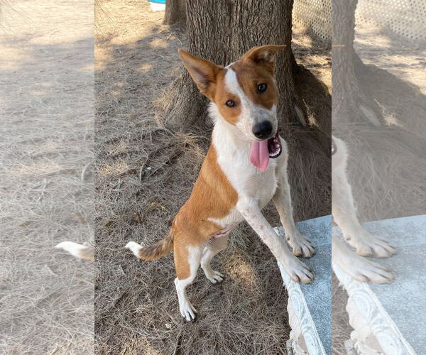 Medium Photo #8 Border Collie-Unknown Mix Puppy For Sale in La Verne, CA, USA