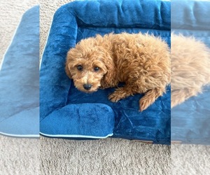 Poodle (Toy) Puppy for sale in NASHVILLE, TN, USA