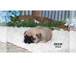 Small #19 Pug