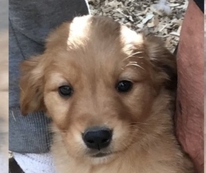 Golden Retriever Puppy for sale in FINLAYSON, MN, USA