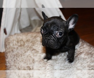 French Bulldog Puppy for sale in MAGGIE VALLEY, NC, USA