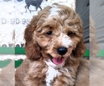 Small Photo #3 Cocker Spaniel-Poodle (Miniature) Mix Puppy For Sale in CADIZ, KY, USA