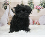 Puppy 6 Poodle (Toy)-Yorkshire Terrier Mix