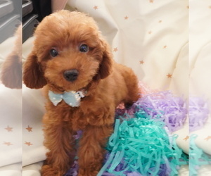 Poodle (Toy) Puppy for sale in LOS ANGELES, CA, USA