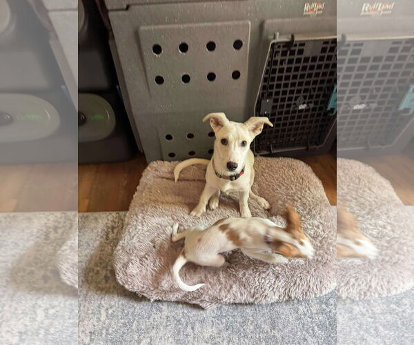 Medium Photo #3 Dachshund-Unknown Mix Puppy For Sale in New London, WI, USA