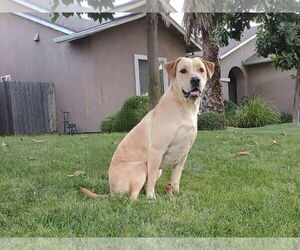Labrador Retriever-Unknown Mix Dogs for adoption in Clovis, CA, USA