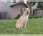Small Labrador Retriever Mix