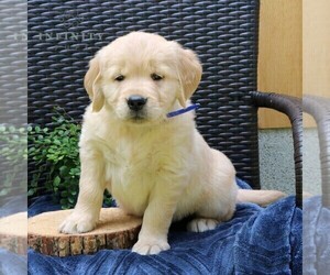 Golden Retriever Puppy for sale in NARVON, PA, USA