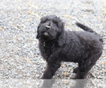 Small Photo #3 Labradoodle Puppy For Sale in SHILOH, OH, USA