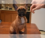 Puppy 0 French Bulldog