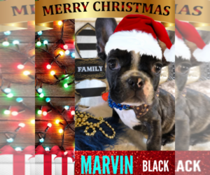 French Bulldog Puppy for sale in HEATHROW, FL, USA
