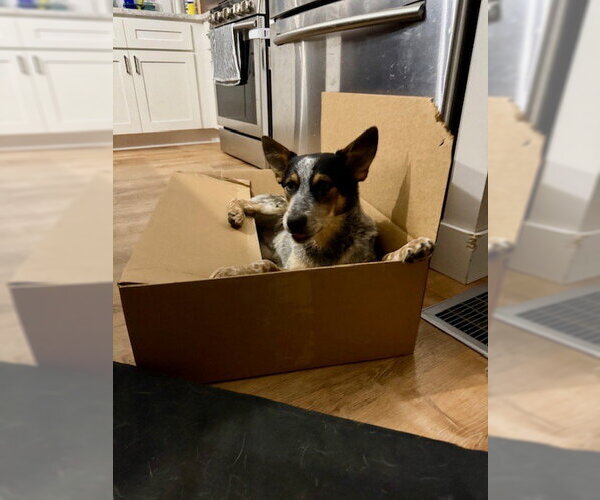 Medium Photo #6 Mutt Puppy For Sale in Garden City, NY, USA