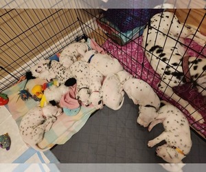 Dalmatian Puppy for sale in Barrie, Ontario, Canada