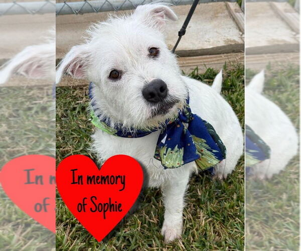 Medium Photo #1 Mutt Puppy For Sale in San Leon, TX, USA