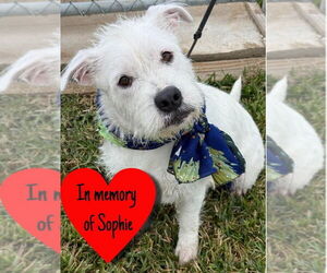 Mutt Dogs for adoption in San Leon, TX, USA