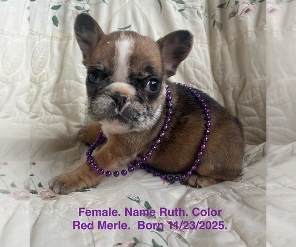 Medium Photo #18 French Bulldog Puppy For Sale in FORT PLAIN, NY, USA