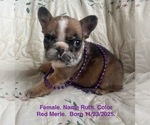 Small #17 French Bulldog