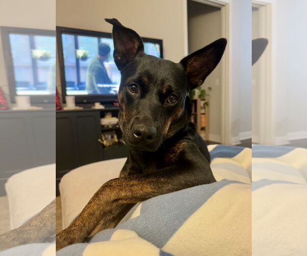 Medium Photo #1 Mutt Puppy For Sale in Houston, TX, USA