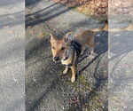 Small #9 Rat Terrier Mix