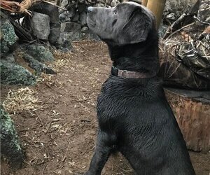 Father of the Labrador Retriever puppies born on 06/08/2025