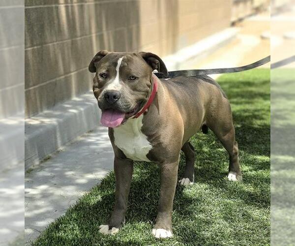 Medium Photo #1 Mutt Puppy For Sale in Las Vegas, NV, USA