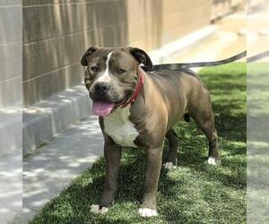 Mutt Dogs for adoption in Las Vegas, NV, USA