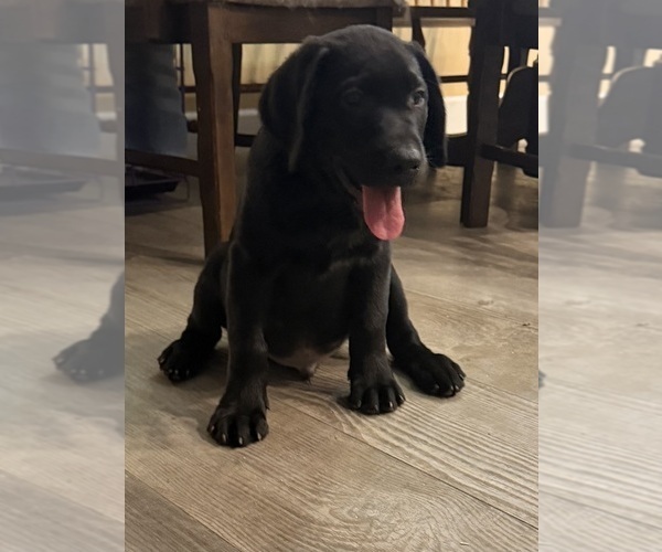 Medium Photo #4 Labrador Retriever Puppy For Sale in LAKESIDE MARBLEHEAD, OH, USA