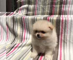 Pomeranian Puppy for sale in DAWSONVILLE, GA, USA