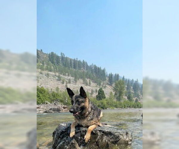 Medium Photo #4 German Shepherd Dog-Unknown Mix Puppy For Sale in Polson, MT, USA