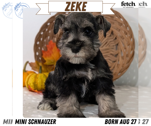 Medium Photo #1 Schnauzer (Miniature) Puppy For Sale in GOSHEN, IN, USA