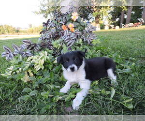 Border Collie Puppy for sale in THORP, WI, USA