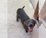 Small #1 Chiweenie