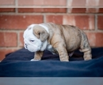 Puppy Bryant English Bulldog