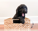 Puppy Albus Goldendoodle