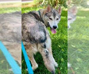 Siberian Husky Dogs for adoption in Sacramento, CA, USA