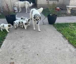 Great Pyrenees Puppy for sale in LAREDO, TX, USA