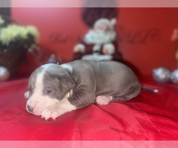 Medium Photo #2 American Pit Bull Terrier Puppy For Sale in TRENTON, NJ, USA