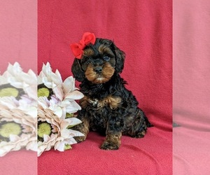 Cock-A-Poo Puppy for sale in NOTTINGHAM, PA, USA