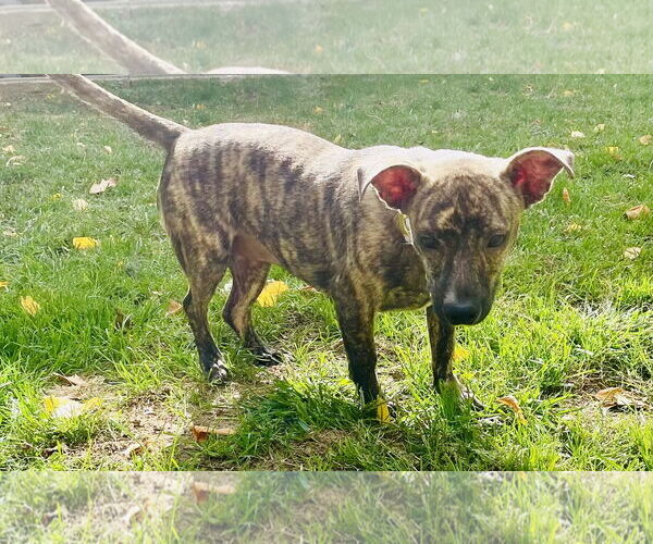 Medium Photo #4 Chihuahua-Unknown Mix Puppy For Sale in Omaha, NE, USA